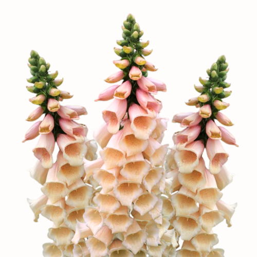 Uzpirkstīte 'Dottie Peach'