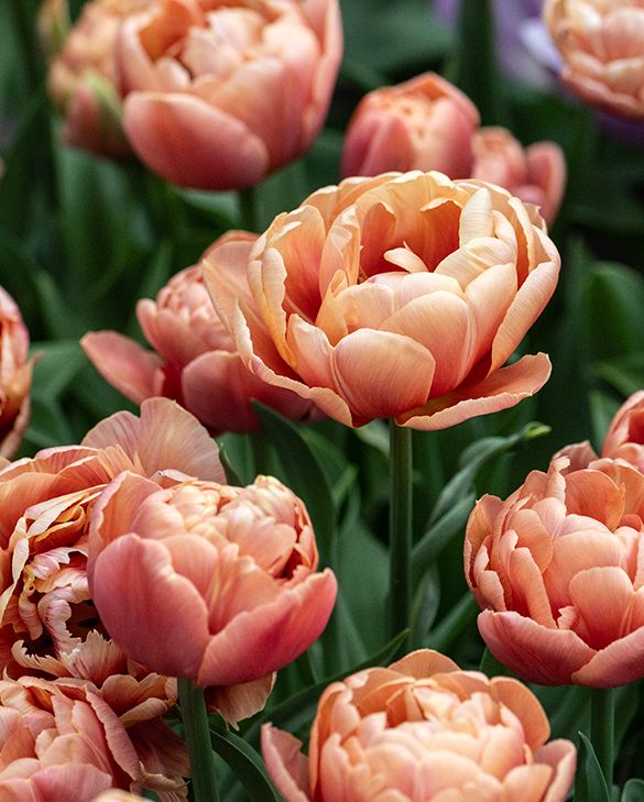 Tulpes 'Copper Image"