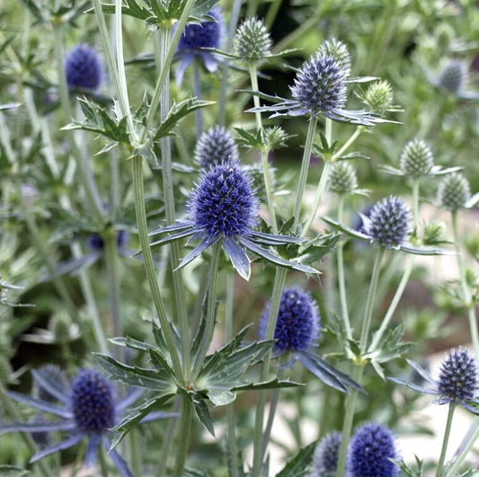 Zilpodze "Blue'