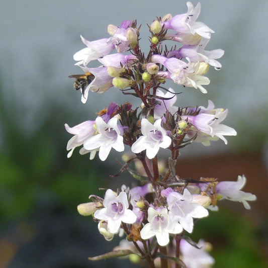 Penstemone 'Mystica'