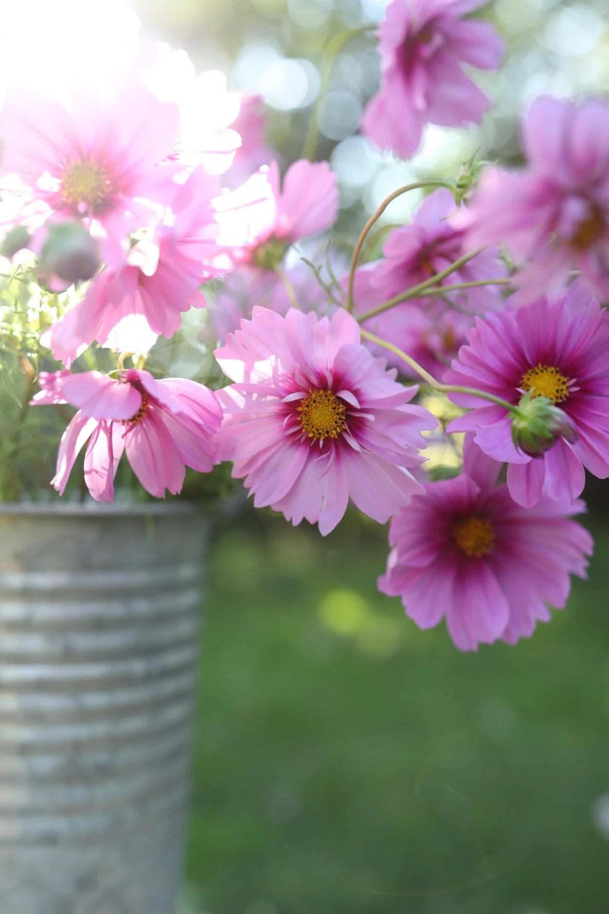 Kosmeja 'Fizzy Pink Dark centre'