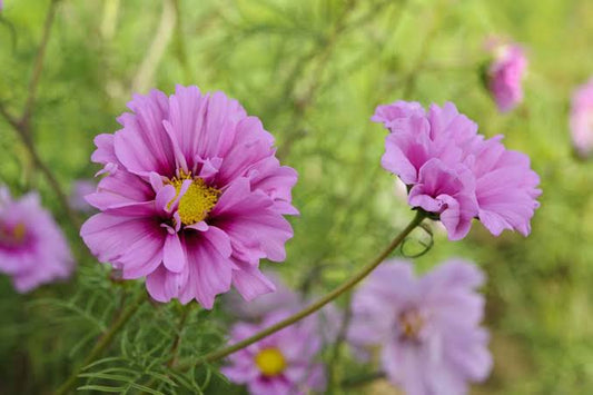 Kosmeja 'Fizzy Pink Dark centre'