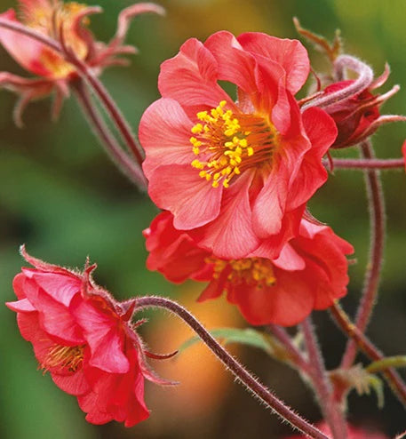 Bitene 'Flames of Passion'