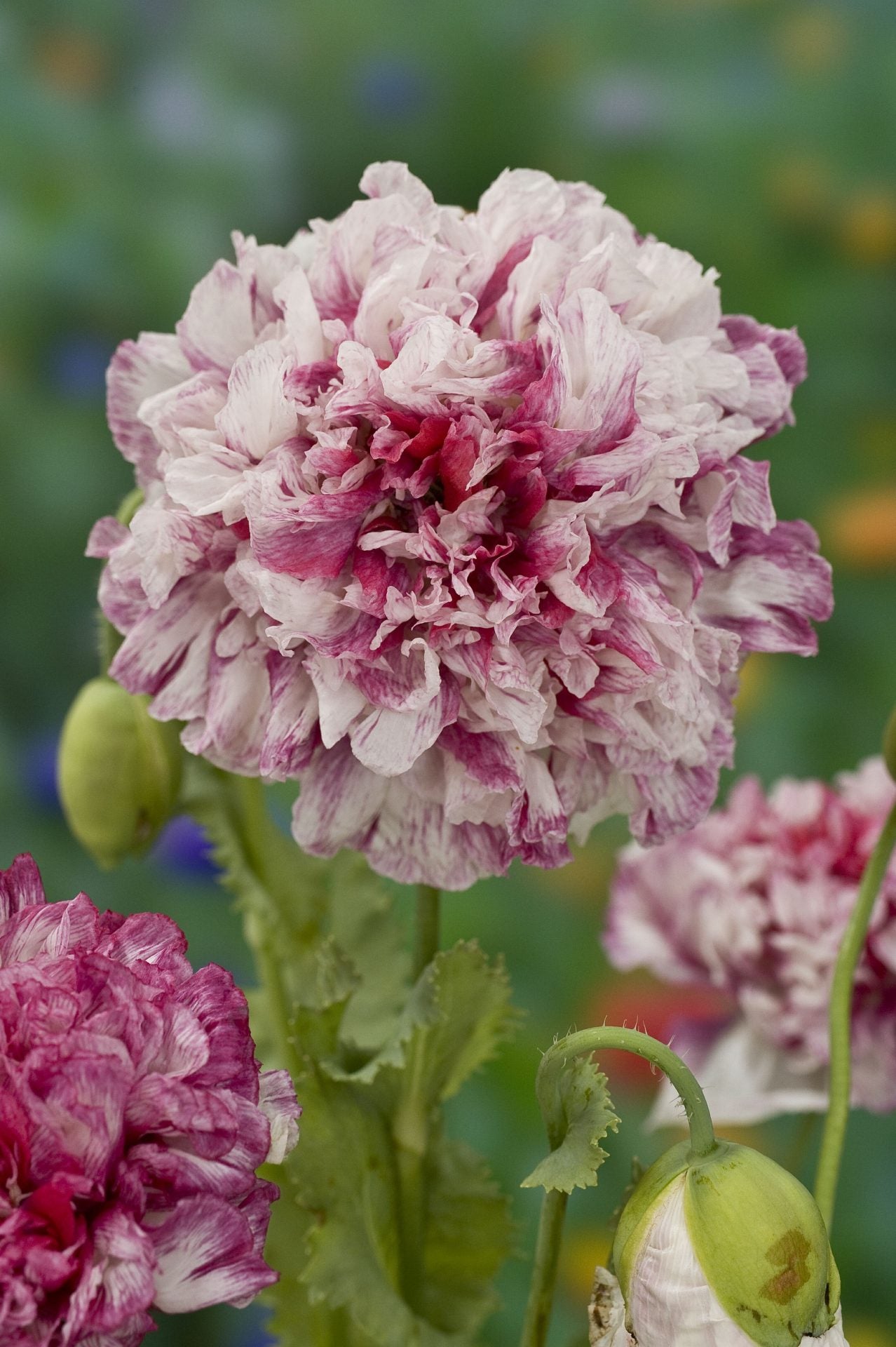 Miega magone 'Flemish Antiqye Peony'