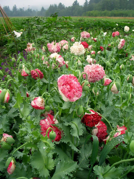 Miega magone 'Flemish Antiqye Peony'