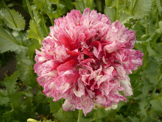 Miega magone 'Flemish Antiqye Peony'