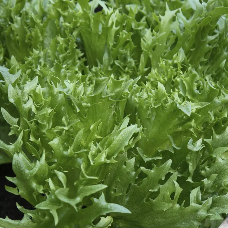 Ledussalāti 'Frillice' (burgersalāts)