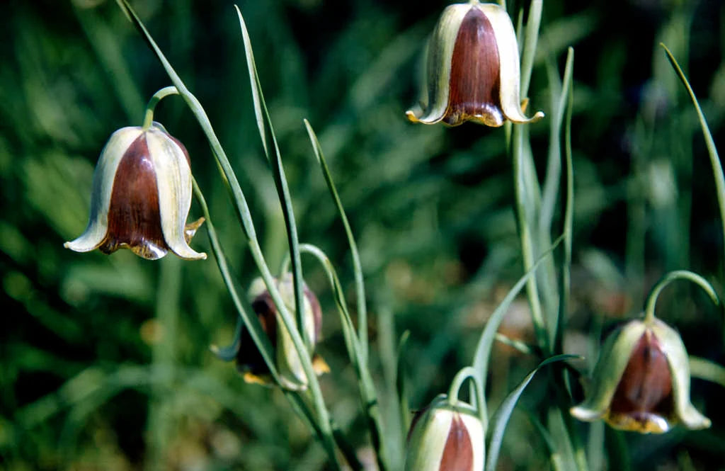 Fritilārija - F. acmopetala jeb adatapziedņu fritilārija