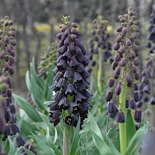 Persijas fritilārija