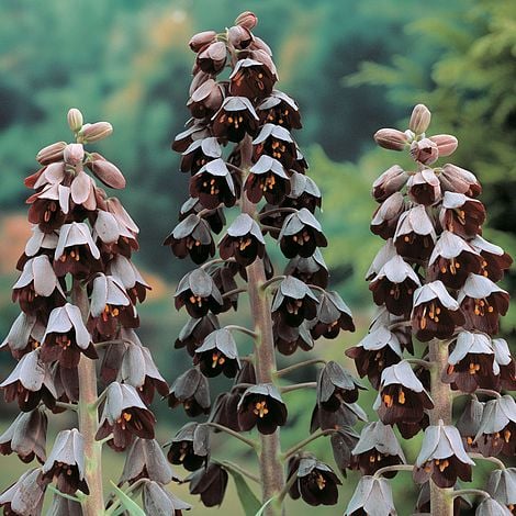 Persijas fritilārija