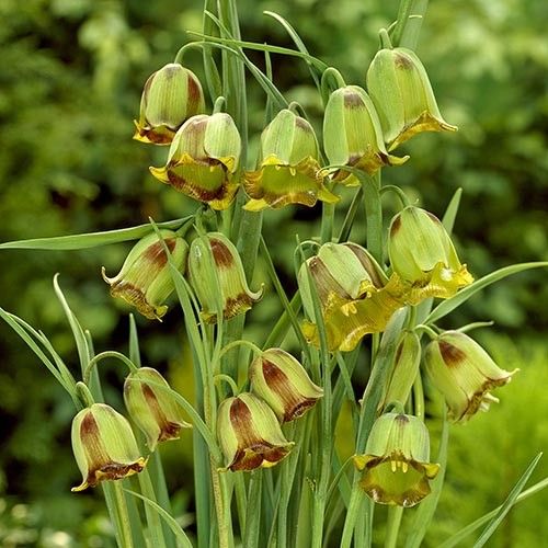Fritilārija - F. acmopetala jeb adatapziedņu fritilārija