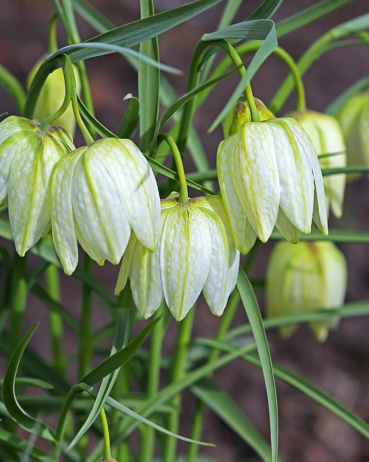 Rūtainā fritilārija 'Alba'