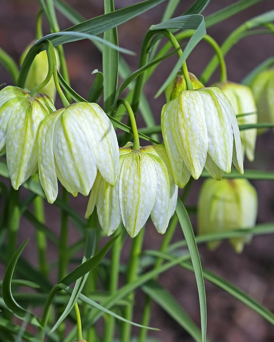 Rūtainā fritilārija 'Alba'