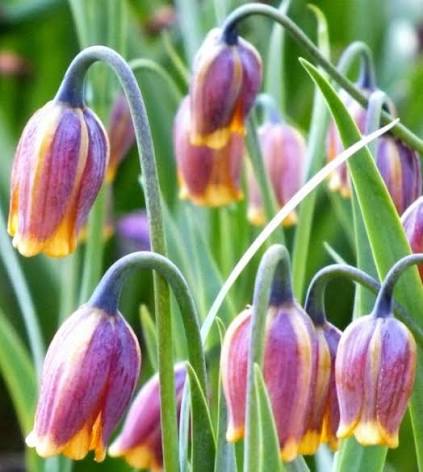 Sīpolpuķu komplekts ar mēslojumu 'Botanical' B