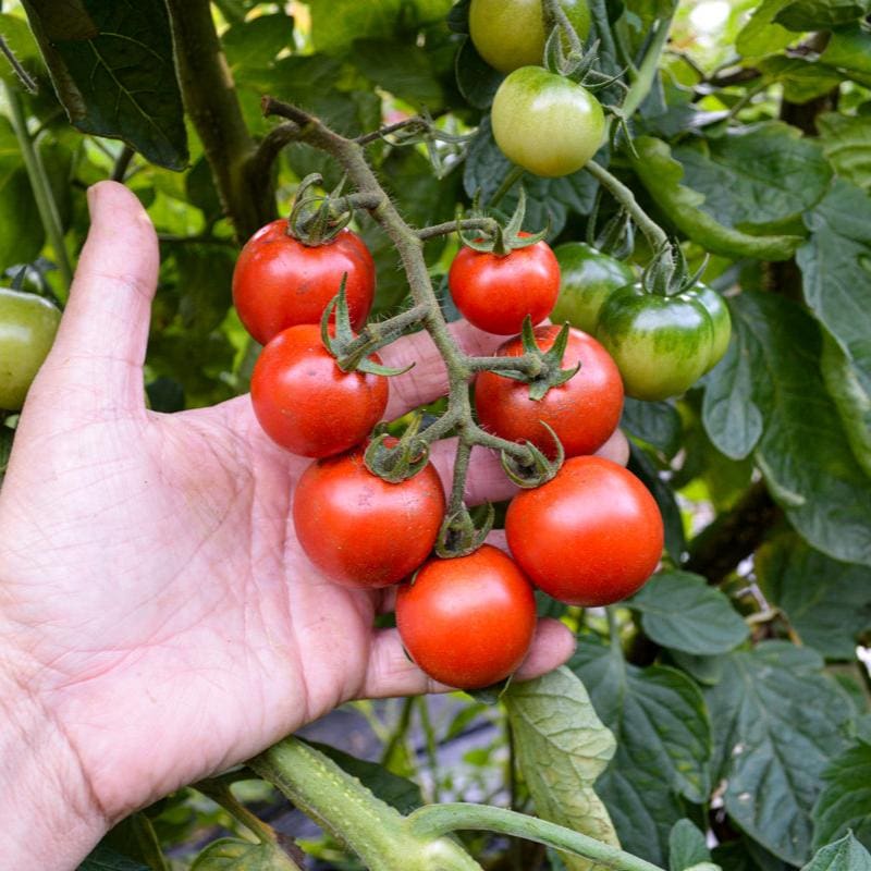 Tomāti 'Gardeners Delight'
