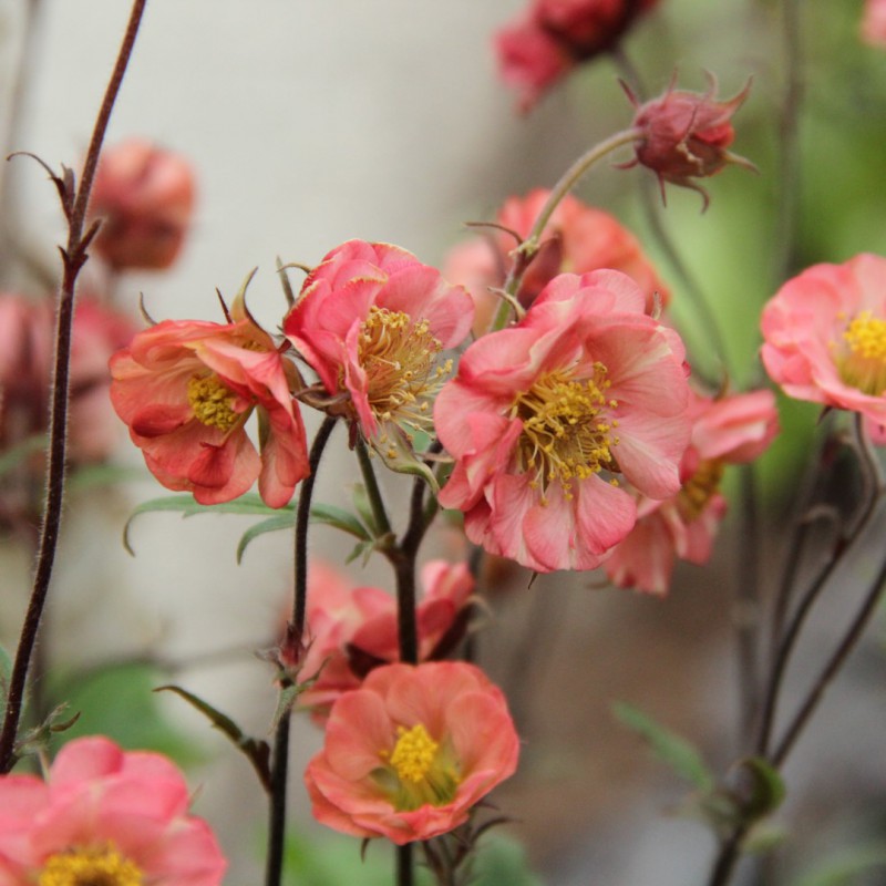 Bitene 'Flames of Passion'
