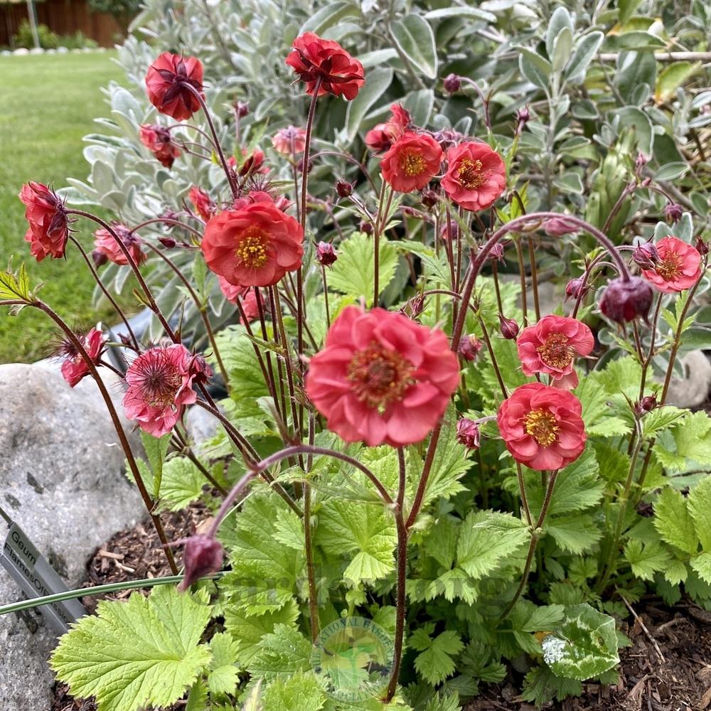 Bitene 'Flames of Passion'