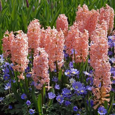 Hiacintes  'Gipsy Queen'