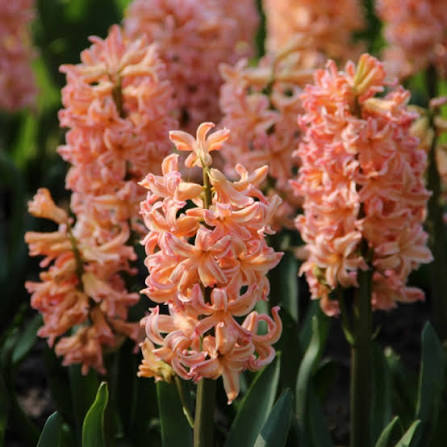 Hiacintes  'Gipsy Queen'