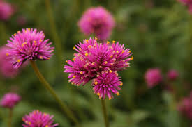 Gomfrēna 'Fireworks'