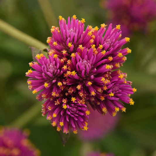 Gomfrēna 'Fireworks'