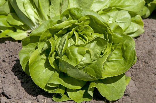 Salāti 'Gustavs Salad'