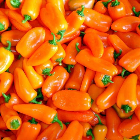 Uzkodu paprika Hamik (Yummy Orange) JAUNUMS!!!