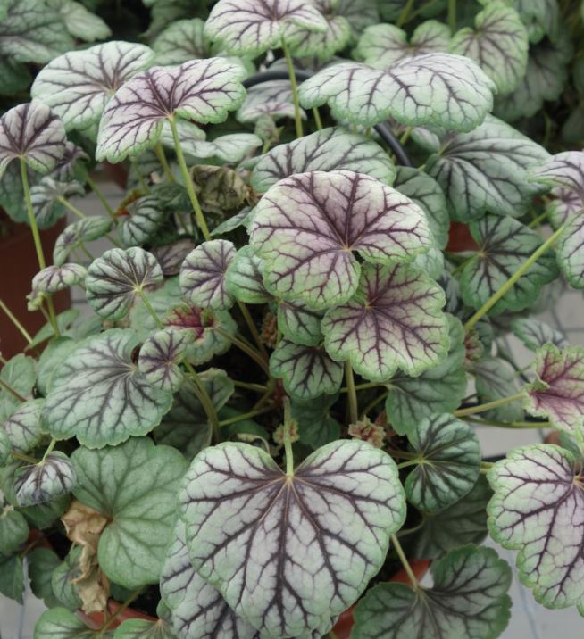 Asisnsarkanē heihēra 'Coral Forest'