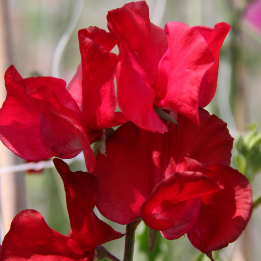 Puķuzirņi 'Elegance Scarlet'