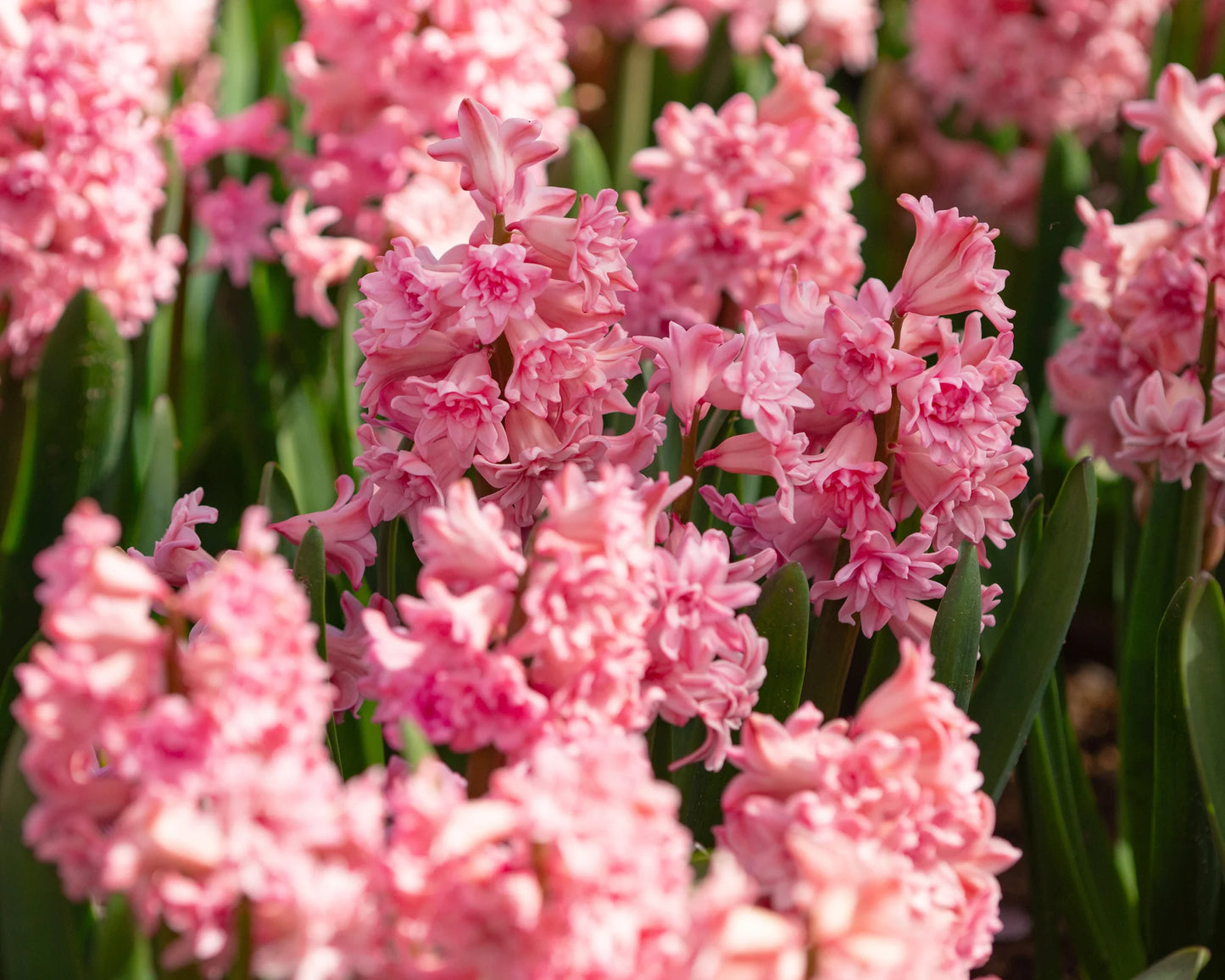 Hiacintes  'Spring Beauty'