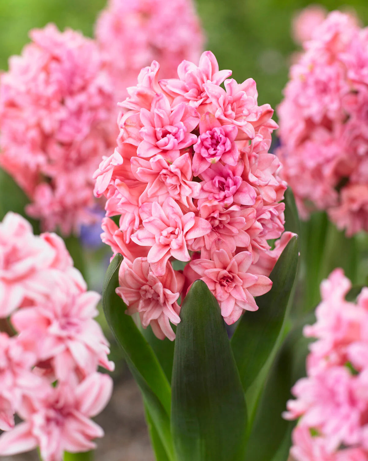 Hiacintes  'Spring Beauty'