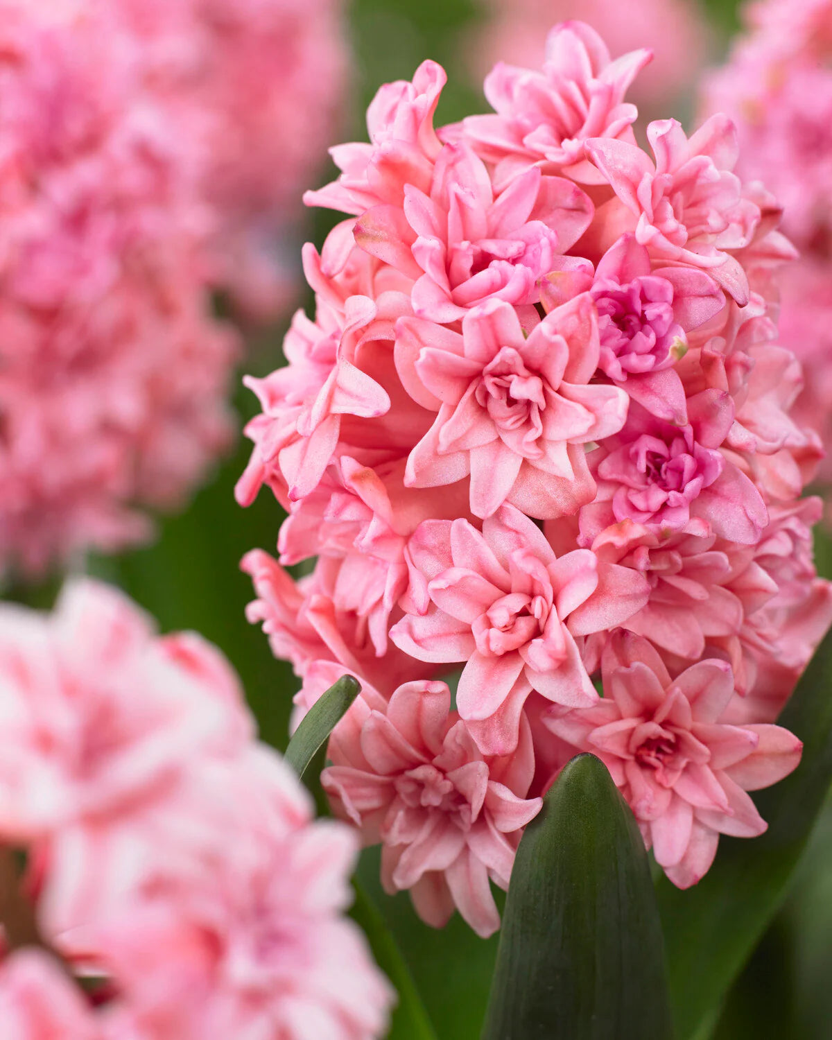 Hiacintes  'Spring Beauty'