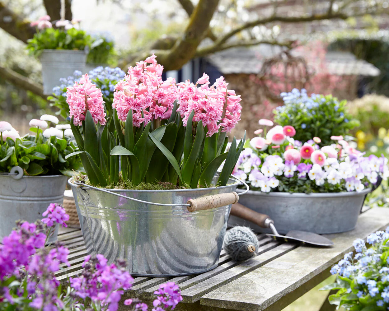 Hiacintes  'Spring Beauty'