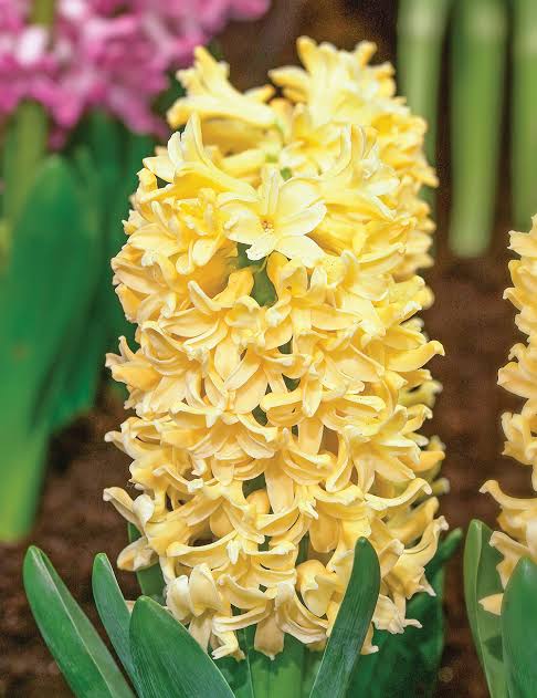 Hiacintes  'Yellow Queen'