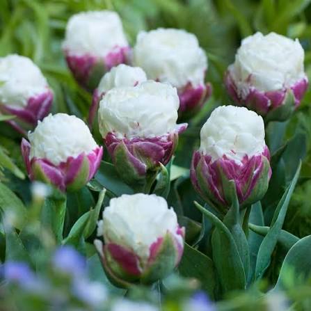 Tulpes 'Ice Cream Mix'