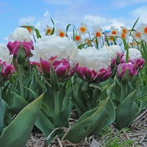 Tulpes 'Ice Cream Mix'