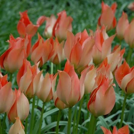 Sīpolpuķu komplekts ar mēslojumu 'Botanical' B