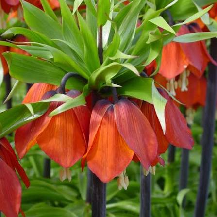 Fritilārija 'Rubra'