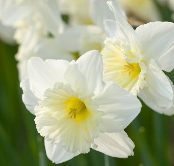 Narcises 'Ice Follies Family mix'