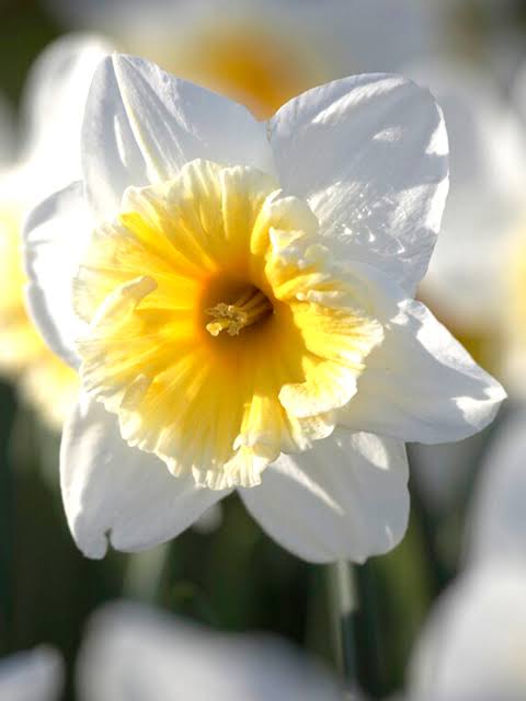 Narcises 'Ice Follies Family mix'