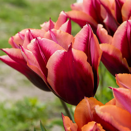 Tulpes 'Slawa'