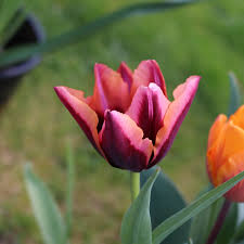Tulpes 'Slawa'
