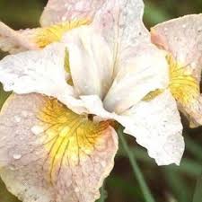 Sibīrijas īriss 'Lemon Veil'