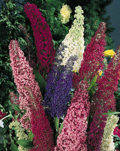 Dāvida budleja " Butterfly hybrids" Mix