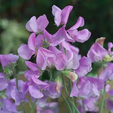 Puķuzirņi 'Winter Sunnshine Lavender'