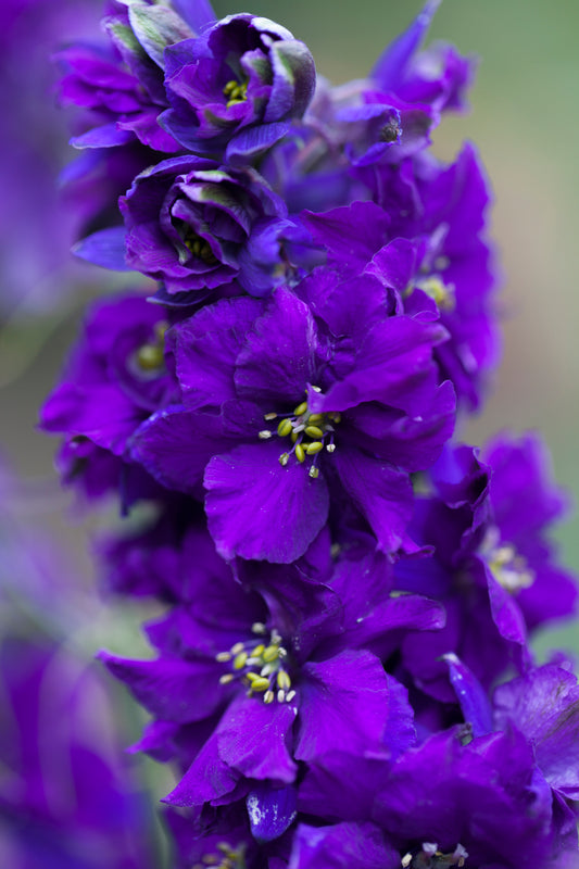 Delfīnija 'Blue Saphire'