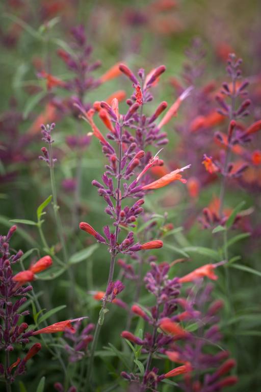Akmeņu agastahe Agastache rupestris 'Apache Sunset'