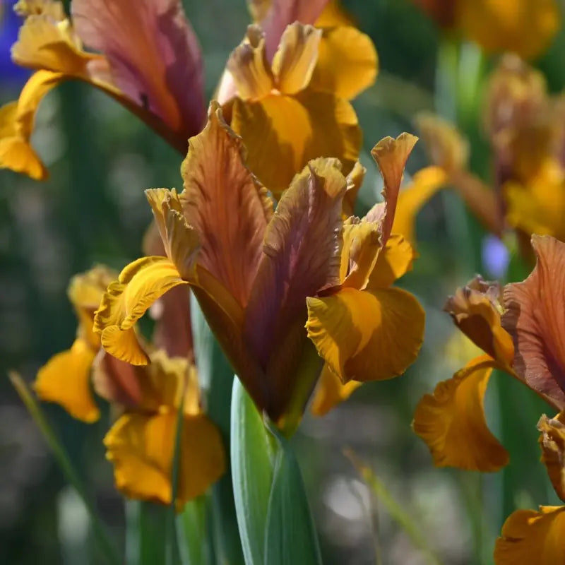 Īris hollandica 'Bronze Beauty'