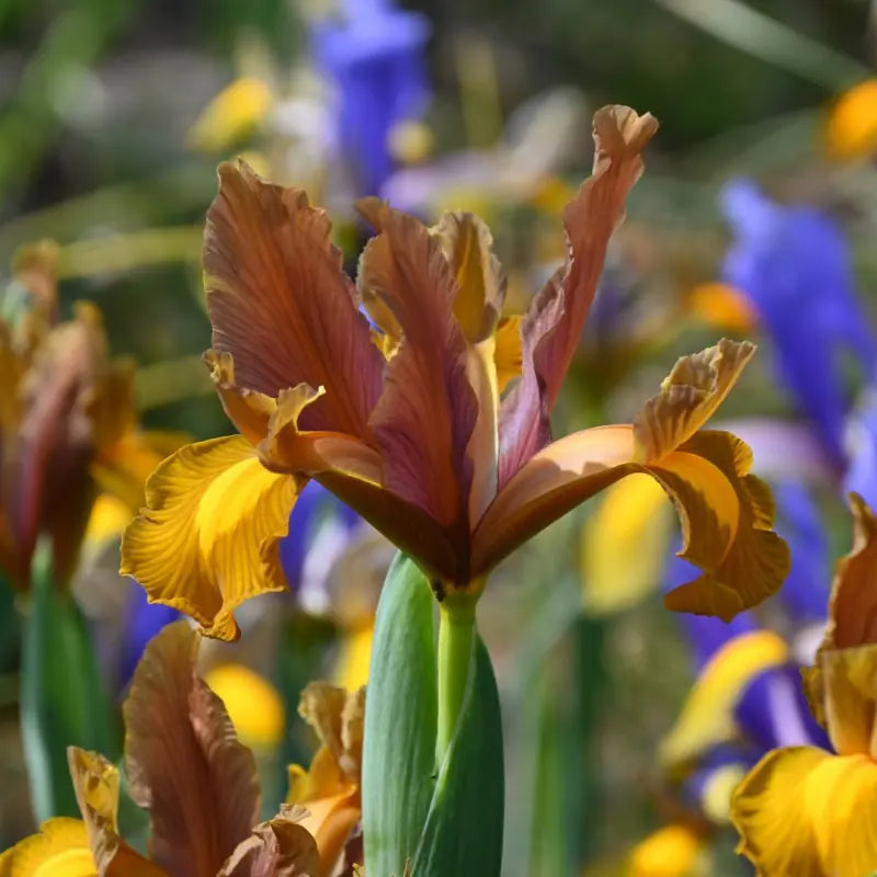 Īris hollandica 'Bronze Beauty'