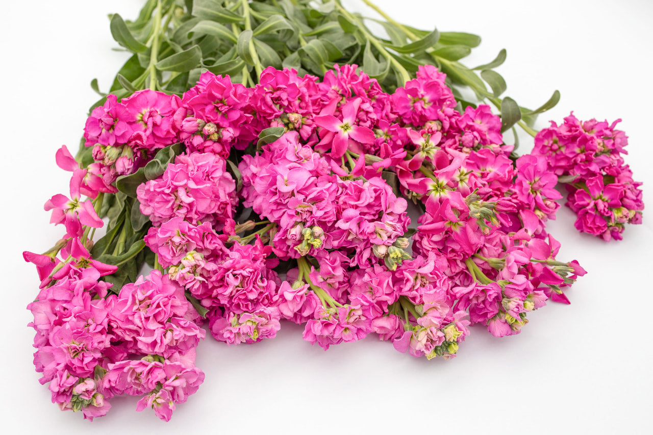 Lefkoja 'KATZ Bright Rose'